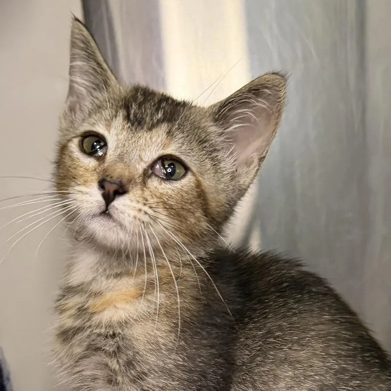 A baby small-sized female Domestic Short Hair cat named Balogun for adoption in Los Angeles, CA