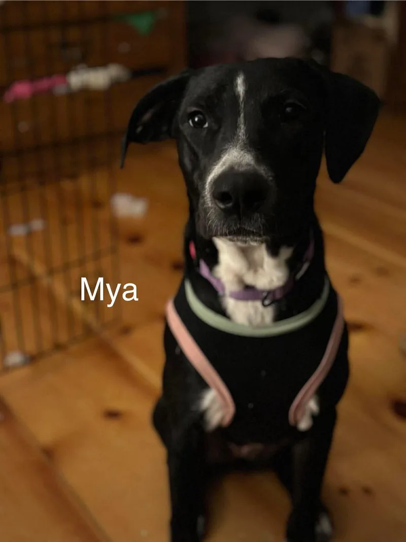 A young medium-sized female Black Great Dane dog named Mya for adoption in Bristol, VT
