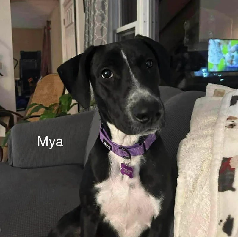 Mya thumbnail 2