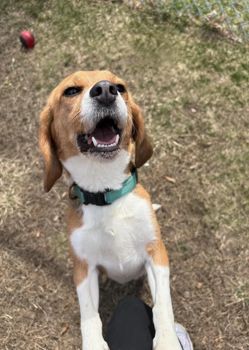 A young small-sized female Tricolor (Brown, Black, & White) Beagle dog named Betty for adoption in Stoughton, MA