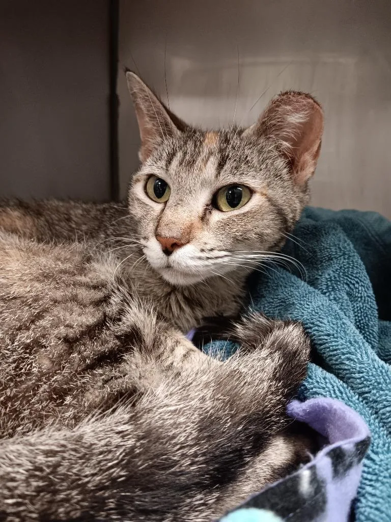 A young small-sized female Domestic Short Hair cat named Finch for adoption in New Braunfels, TX