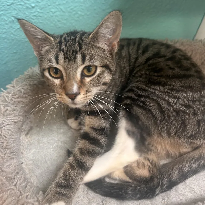 A baby medium-sized female Brown / Chocolate Domestic Short Hair cat named Hissy for adoption in Fresno, CA