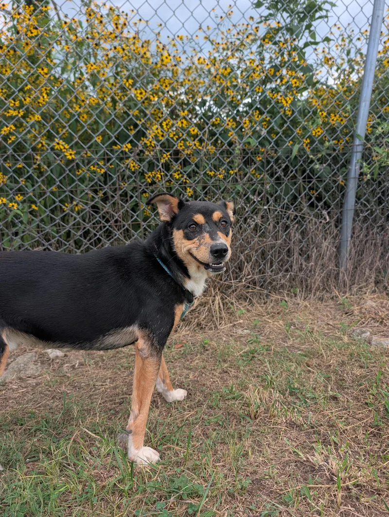 A young medium-sized male Tricolor (Brown, Black, & White) Black Labrador Retriever dog named Eleos for adoption in Lewisburg, TN