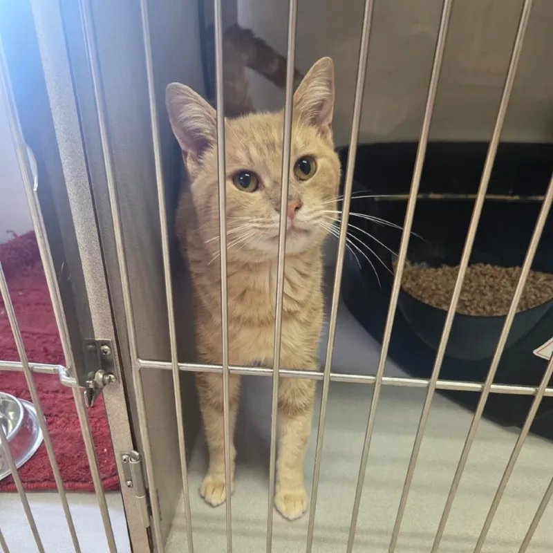 An adult medium-sized male Domestic Short Hair cat named Cheeto for adoption in Winchester, VA
