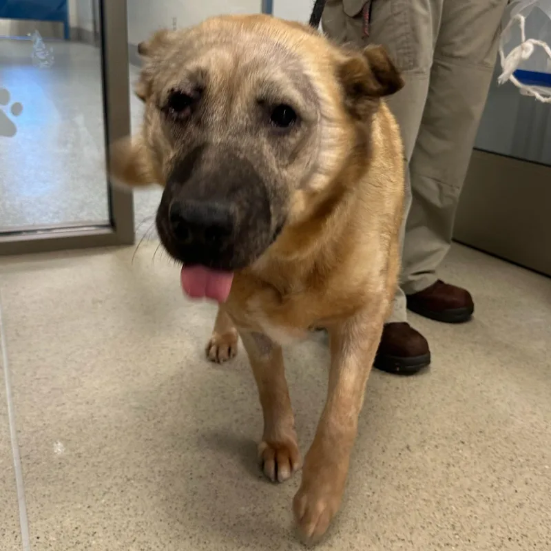 An adult large-sized female Yellow / Tan / Blond / Fawn German Shepherd Dog dog named Chloe Potato for adoption in Manassas, VA