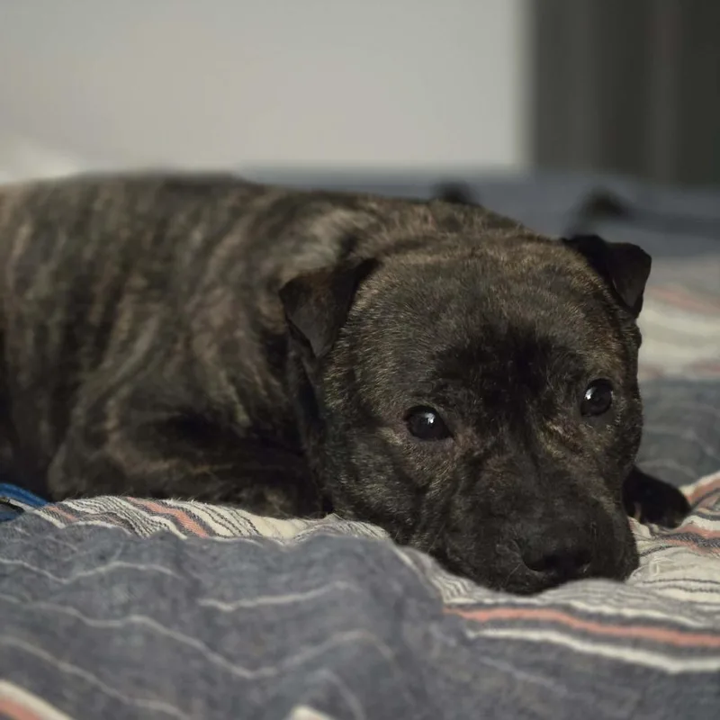 An adult medium-sized male Mixed Breed dog named Mr. T for adoption in Allyn, WA