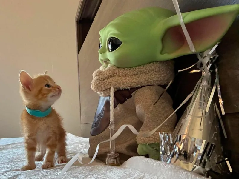 A baby small-sized male Tabby (Orange / Red) Tabby cat named Luke Skywalker for adoption in TULSA, OK