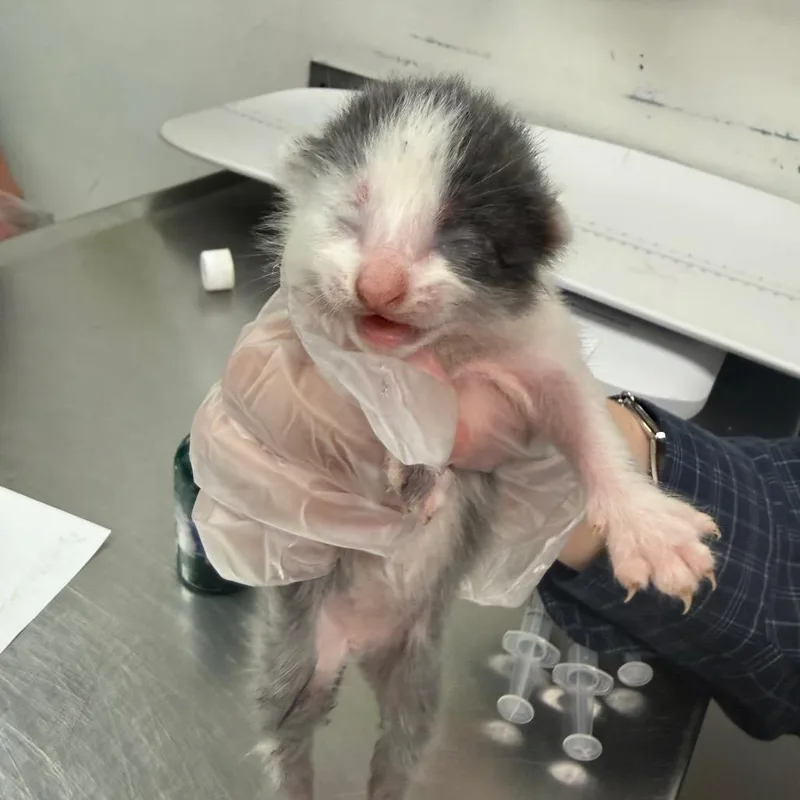 A baby small-sized male Gray / Blue / Silver Domestic Medium Hair cat named Etna for adoption in Charleston, WV