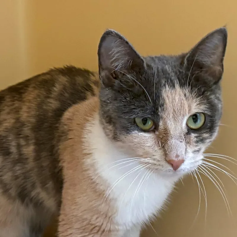 A young small-sized female Torbie Domestic Short Hair cat named Maybelle for adoption in East Hanover, NJ