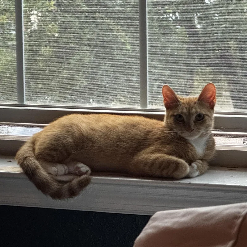 A young medium-sized female Tabby (Buff / Tan / Fawn) Domestic Short Hair cat named Arya for adoption in Pearland, TX