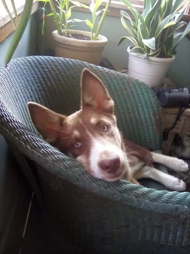 A young medium-sized female Husky dog named Missy for adoption in Sumter, SC