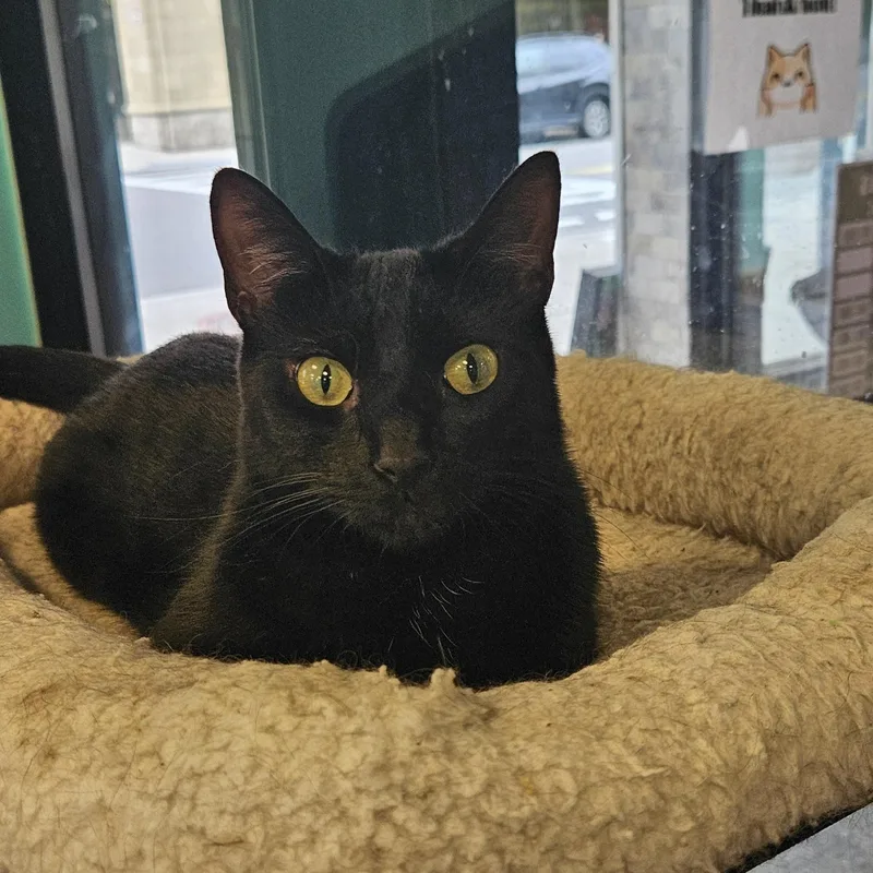 An adult medium-sized female Domestic Short Hair cat named Sasquatch for adoption in Rochester, NY