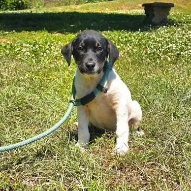A baby medium-sized male Black Spaniel dog named Potato for adoption in Lambertville, NJ