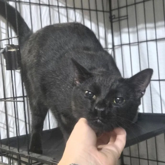 A young large-sized male Domestic Short Hair cat named Scout for adoption in Long Beach, MS
