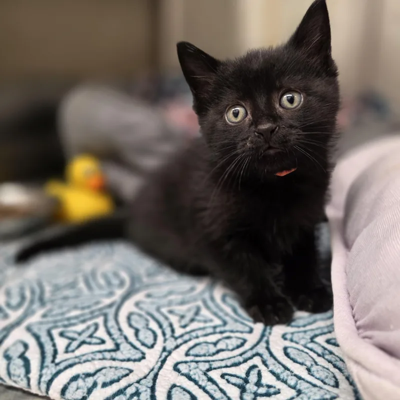 A baby medium-sized female Black Domestic Short Hair cat named Fender for adoption in Washington, MI