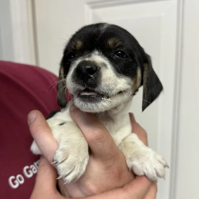 Jalapeño Club thumbnail 2