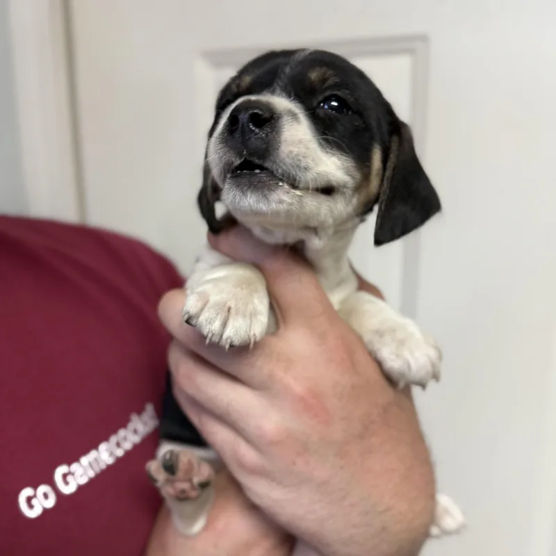 Jalapeño Club thumbnail 3