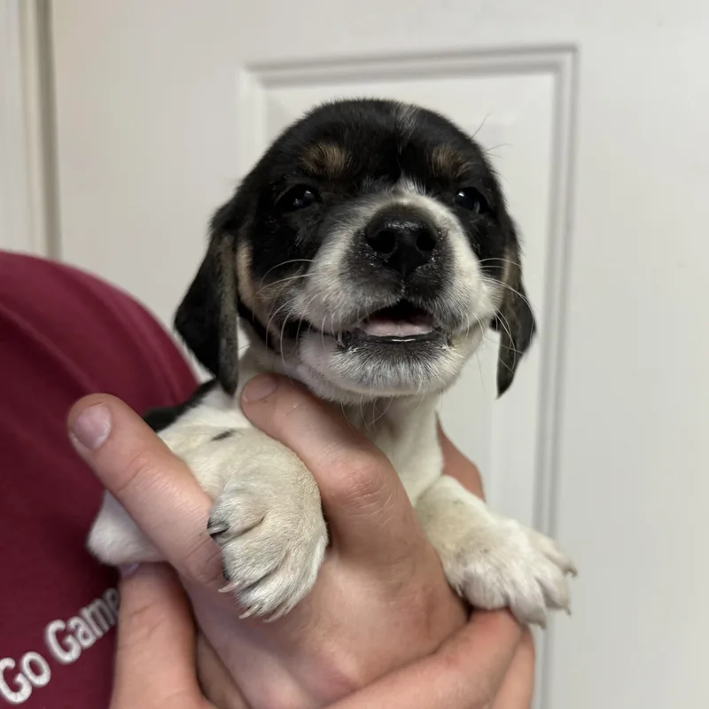 A baby small-sized male Tricolor (Brown, Black, & White) Beagle dog named Jalapeño Club for adoption in Columbia, SC