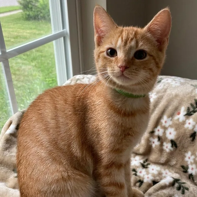 A baby medium-sized male Orange & White Domestic Short Hair cat named Jasper for adoption in Whitestown, IN