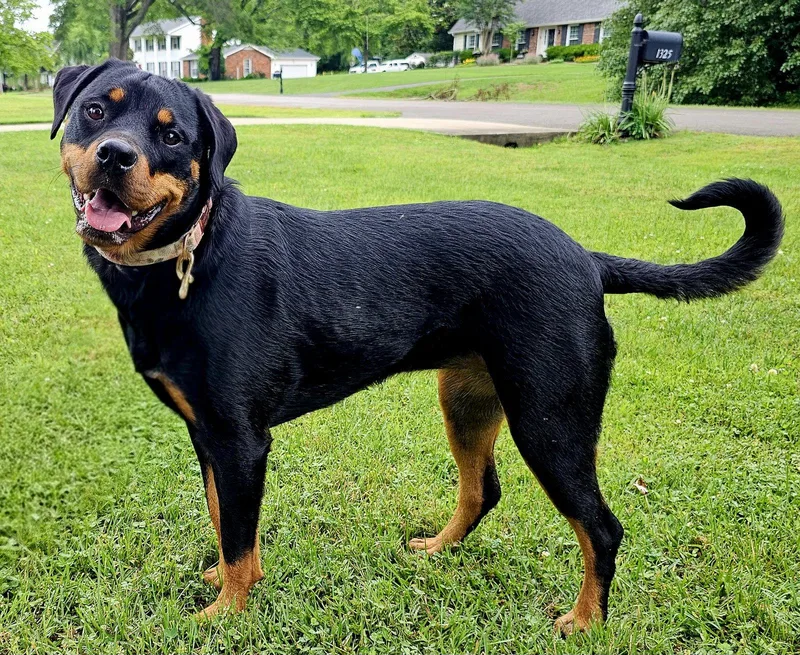 An adult large-sized female Rottweiler dog named Tilly Mae for adoption in Franklin, TN