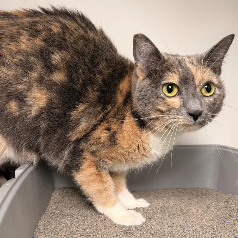 An adult small-sized female Calico Domestic Short Hair cat named Honey for adoption in Duncan, OK
