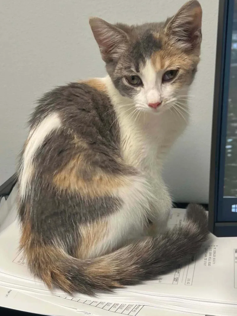 A baby small-sized female Domestic Short Hair cat named Lakelyn for adoption in Cookeville, TN
