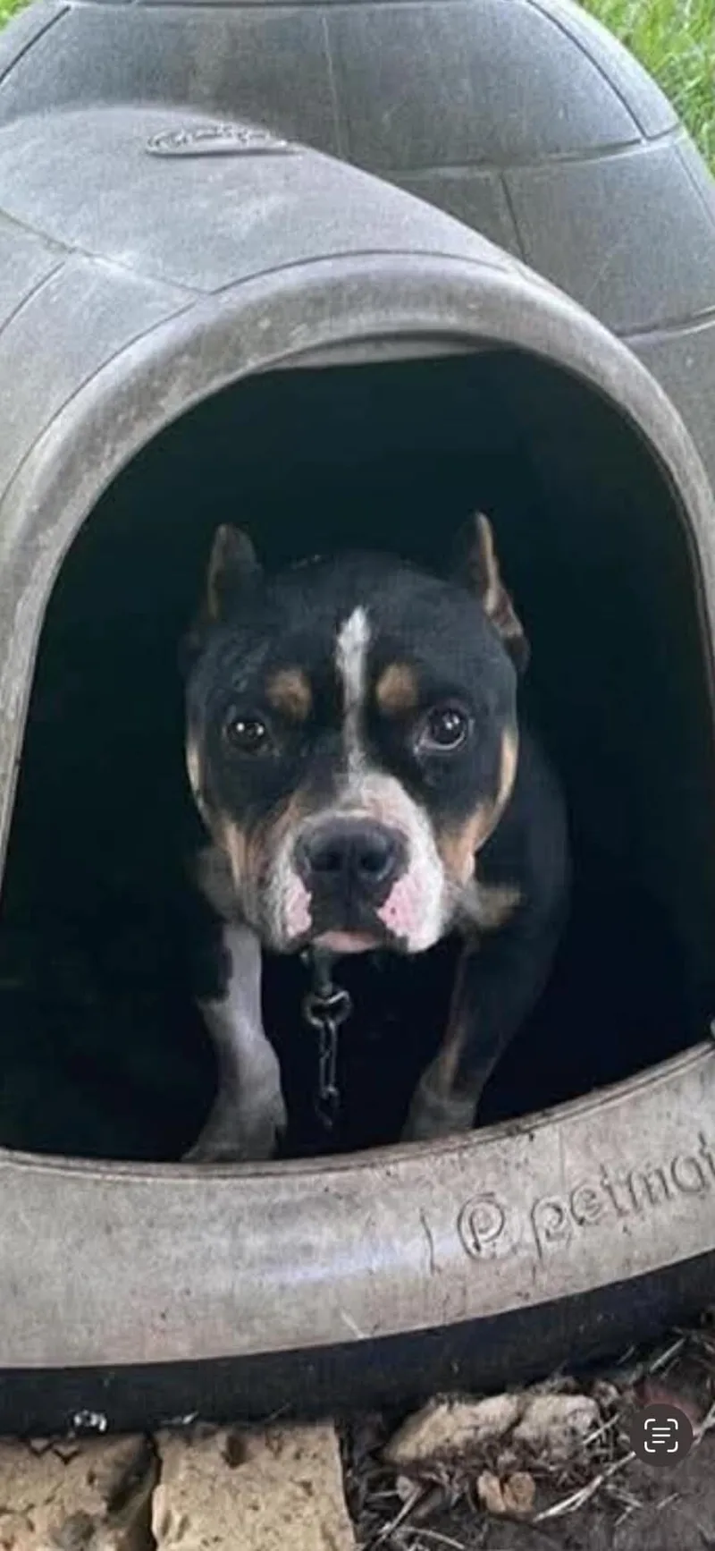 A young medium-sized male Black Pit Bull Terrier dog named Angelo for adoption in Georgetown, OH
