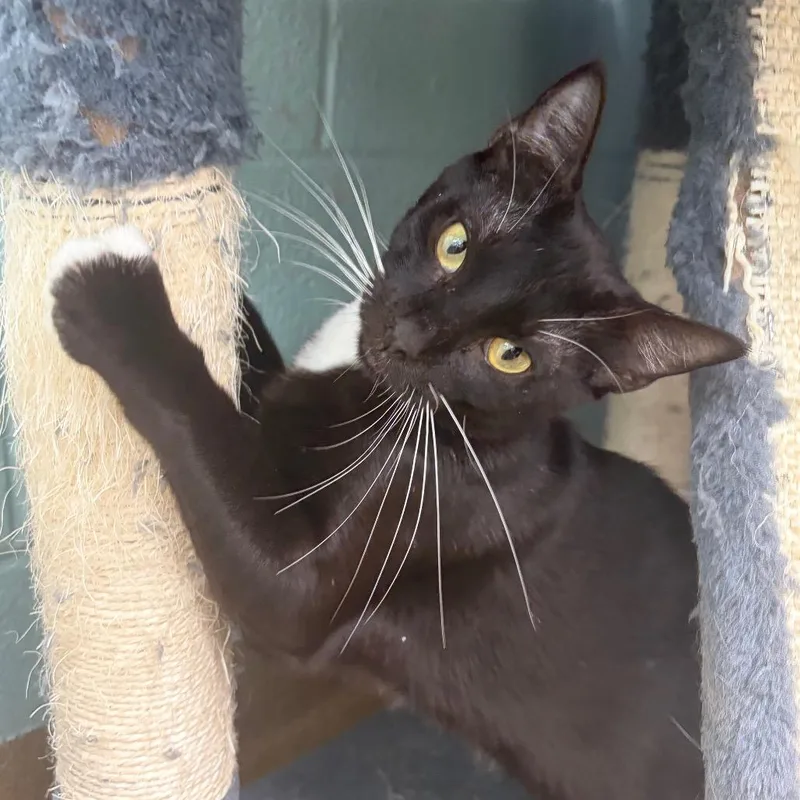 A young medium-sized male Black Domestic Short Hair cat named Johnson for adoption in Corpus Christi, TX