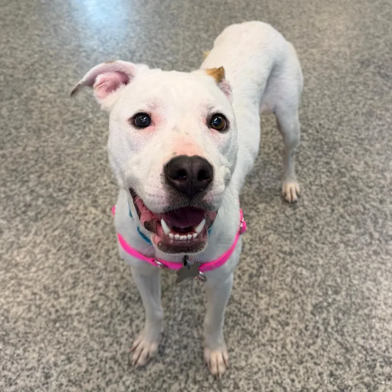 A young medium-sized female White / Cream Mixed Breed dog named Cotton for adoption in Falls Church, VA