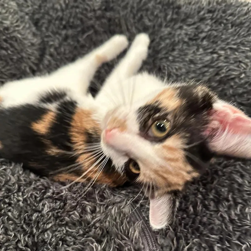 A baby small-sized female White Domestic Short Hair cat named Midnight Runner for adoption in Fredericksburg, VA