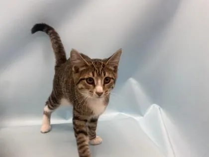 A baby small-sized female Domestic Short Hair cat named Miso for adoption in Coon Rapids, MN