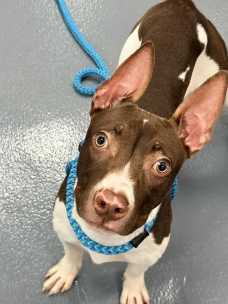 A young medium-sized male Terrier dog named Tiger for adoption in Canton, GA