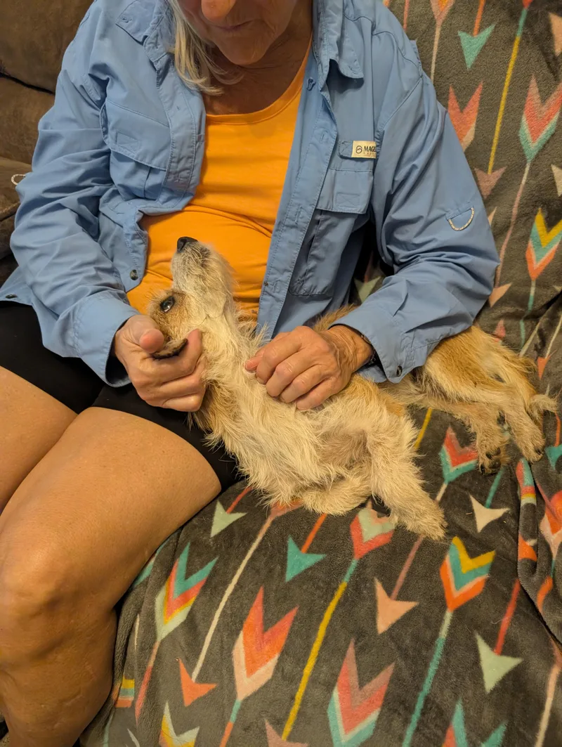 A young small-sized male Apricot / Beige Jack Russell Terrier dog named Benny for adoption in Bastrop, TX