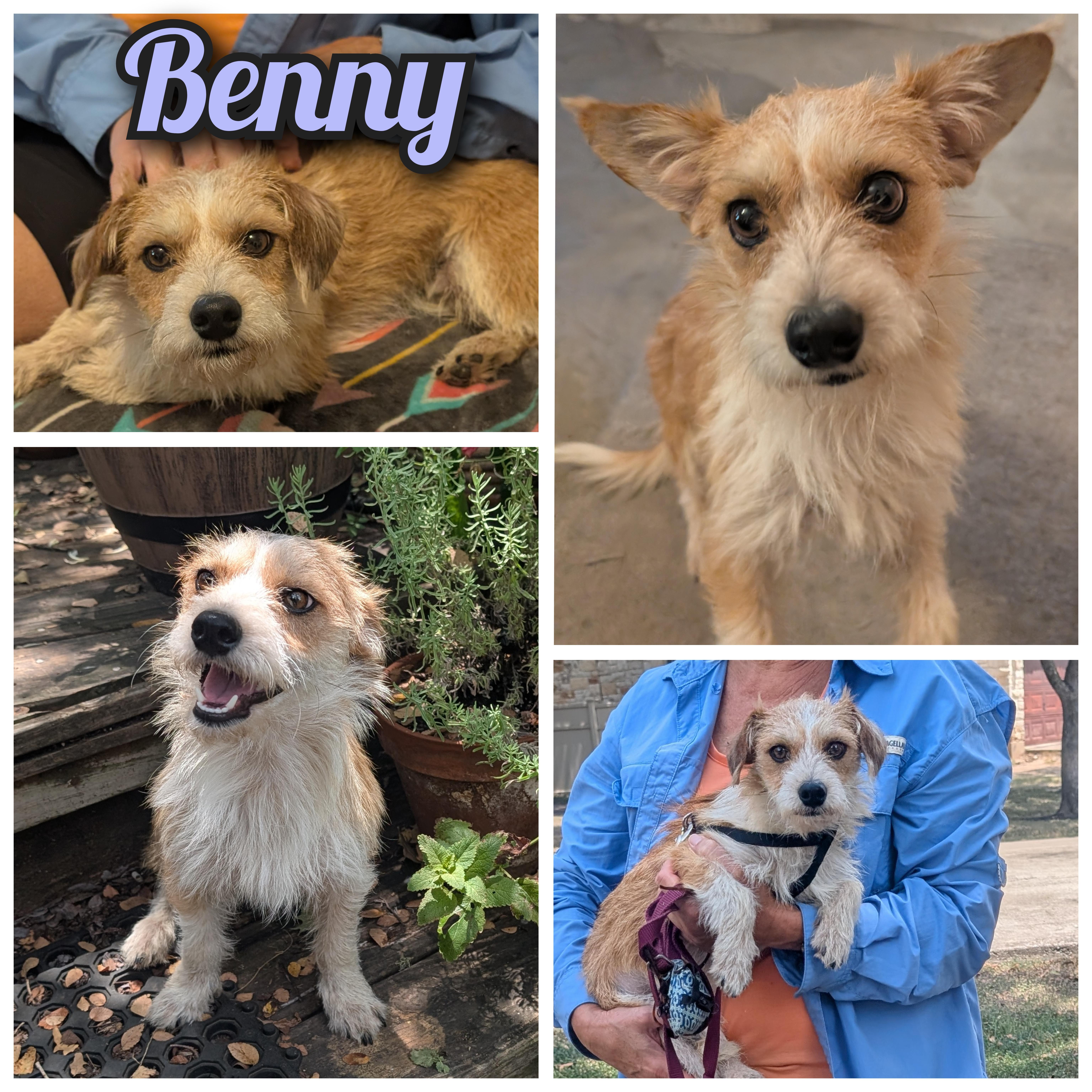 Benny thumbnail 3