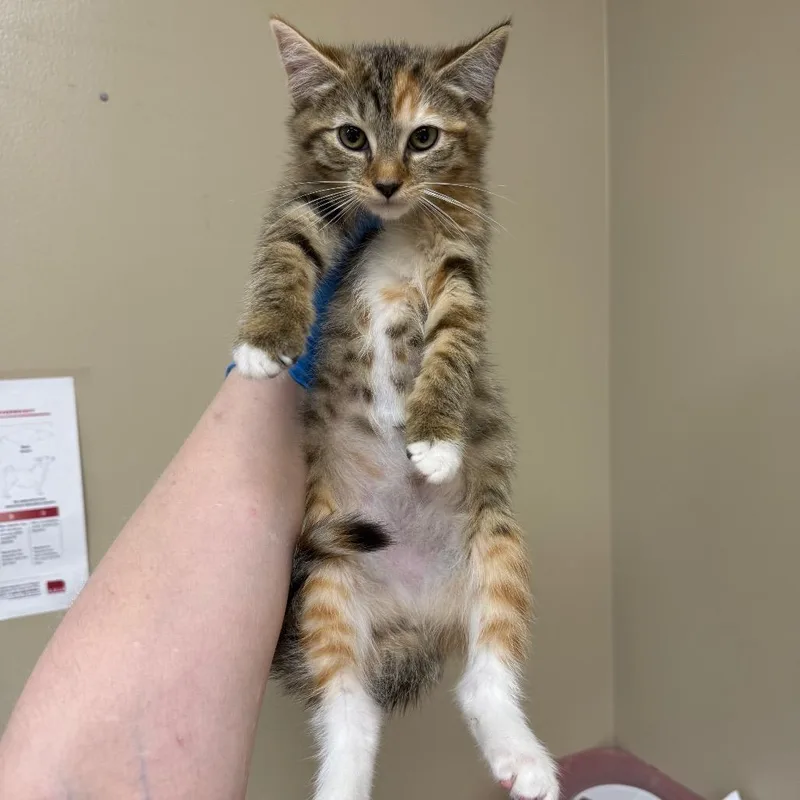 A baby small-sized female Torbie Domestic Short Hair cat named Merle for adoption in Birmingham, AL
