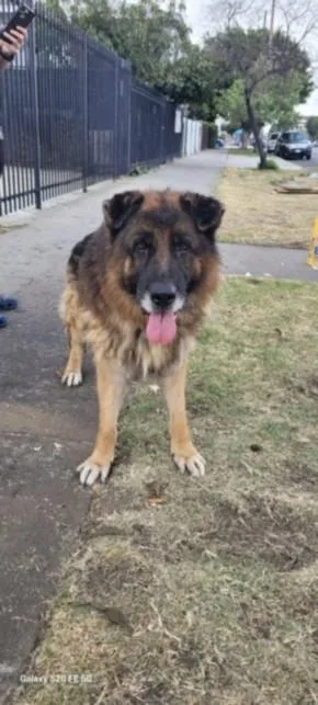 An adult extra large-sized male German Shepherd Dog dog named Milo for adoption in Los Angeles, CA