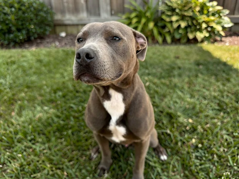 An adult large-sized female Pit Bull Terrier dog named Khaleesi for adoption in Sebastian, FL