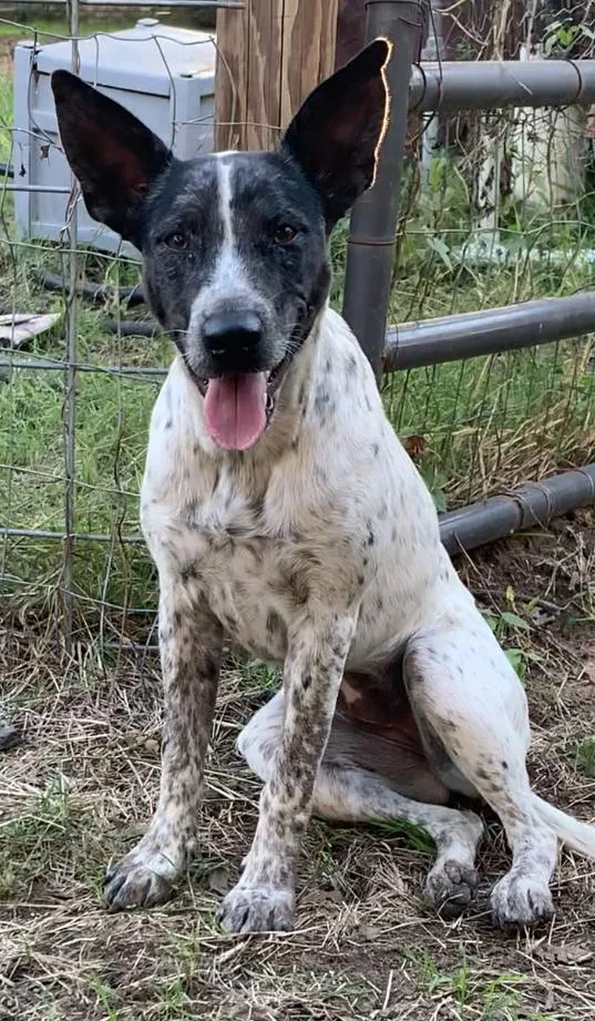 A young medium-sized female Border Collie dog named Dot for adoption in Comanche, TX