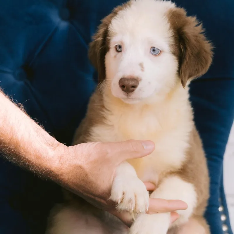 A baby small-sized female Australian Shepherd dog named Fern for adoption in Zionsville, IN