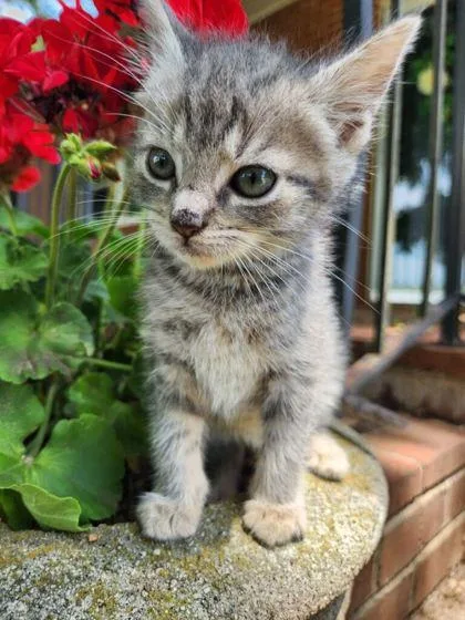 A baby small-sized female Domestic Short Hair cat named Coral for adoption in Wilkesboro, NC