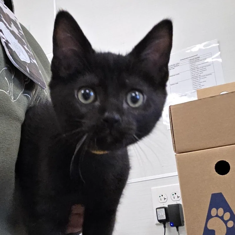 A baby small-sized male Black Domestic Short Hair cat named Honeysuckle for adoption in Novelty, OH