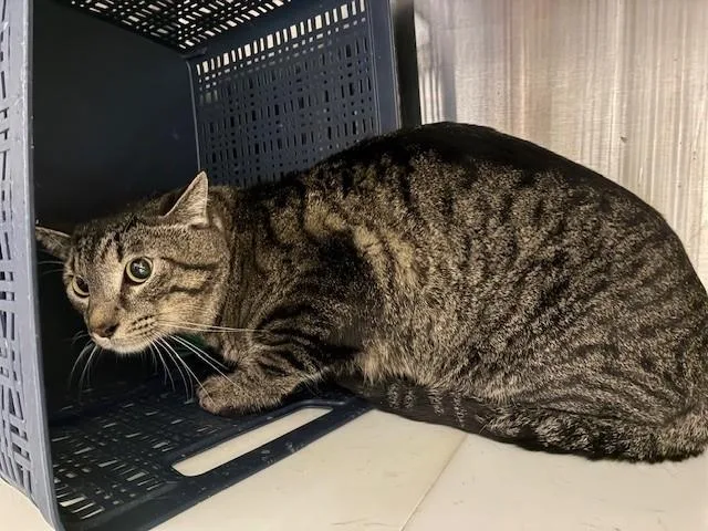 A young medium-sized male Domestic Short Hair cat named Twin for adoption in Brighton, CO