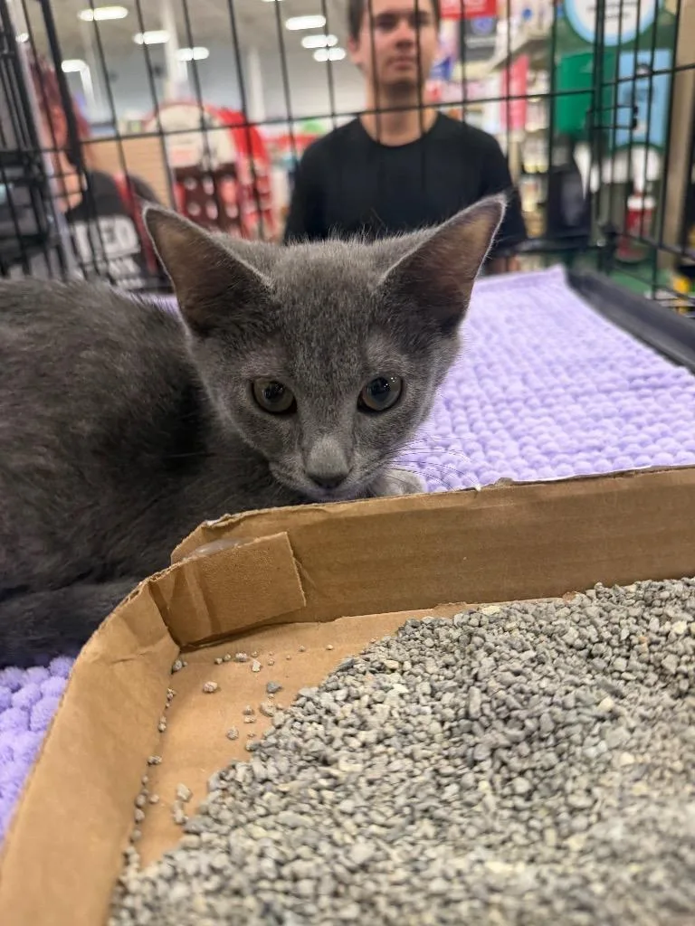 A baby large-sized female Domestic Short Hair cat named Roxy for adoption in warrenville, SC