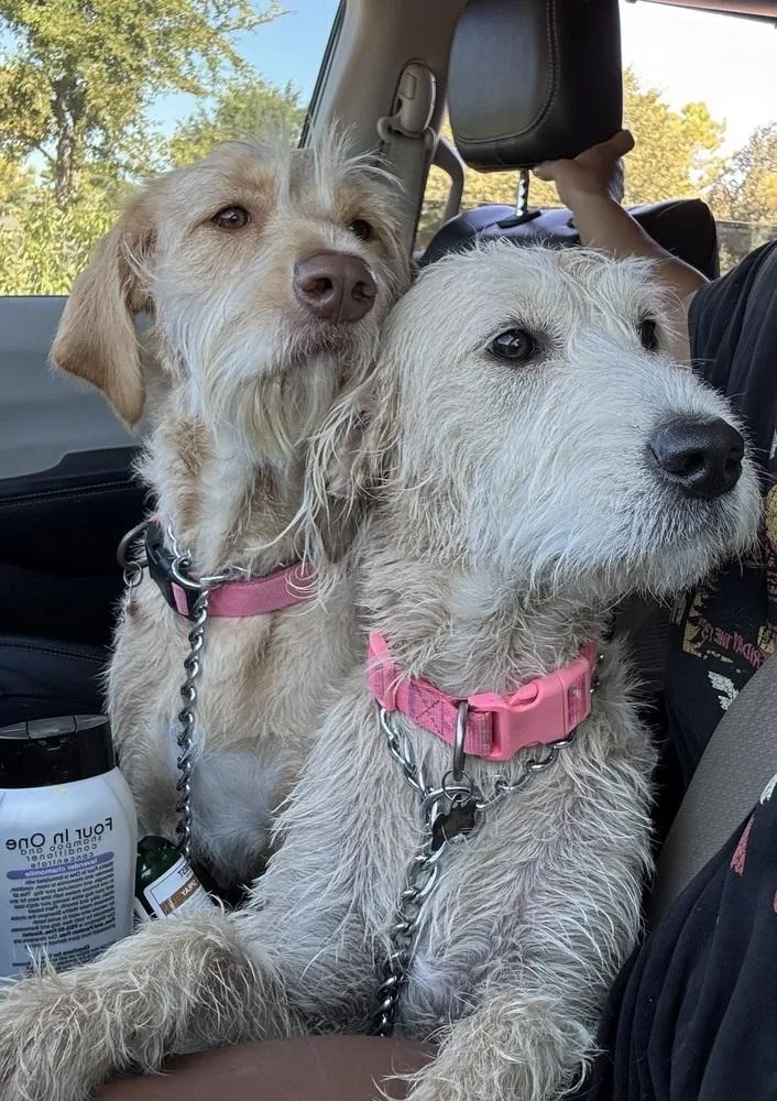An adult medium-sized female Red / Chestnut / Orange Labradoodle dog named Colesser Rosie for adoption in Broomfield, CO