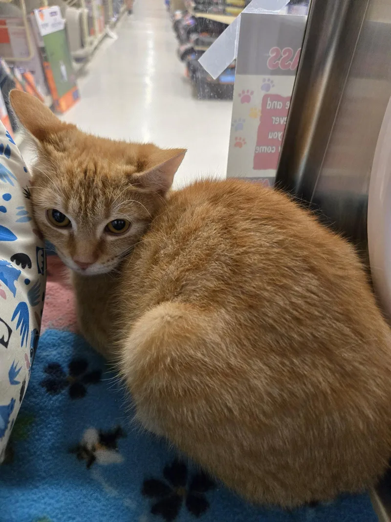 A young medium-sized male Orange / Red Domestic Short Hair cat named Nemo for adoption in Spring Lake, NJ