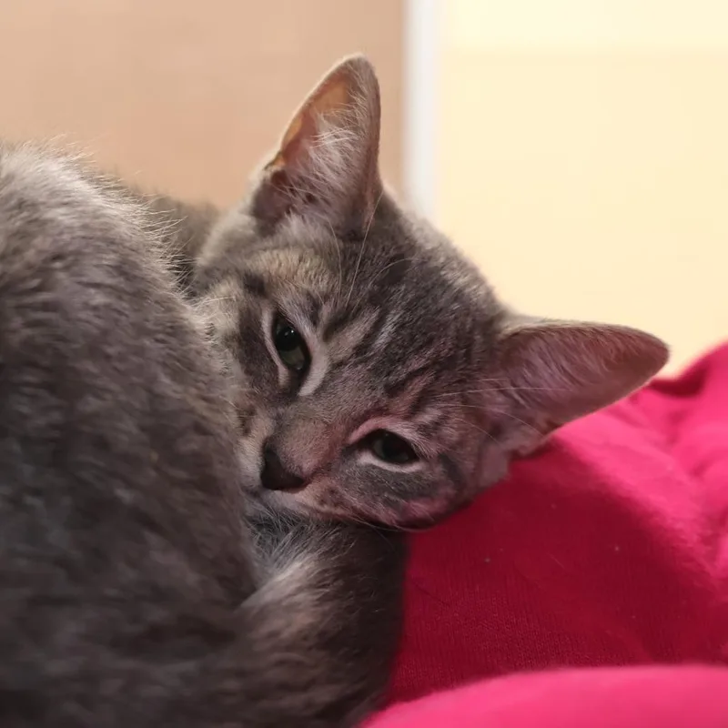 A baby small-sized female Gray / Blue / Silver Domestic Short Hair cat named Lefty for adoption in Briarcliff Manor, NY