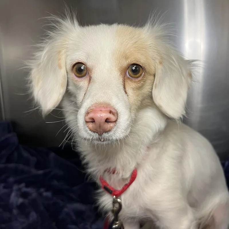 A young small-sized female White / Cream Terrier dog named Diana Ross for adoption in Palm Springs, CA