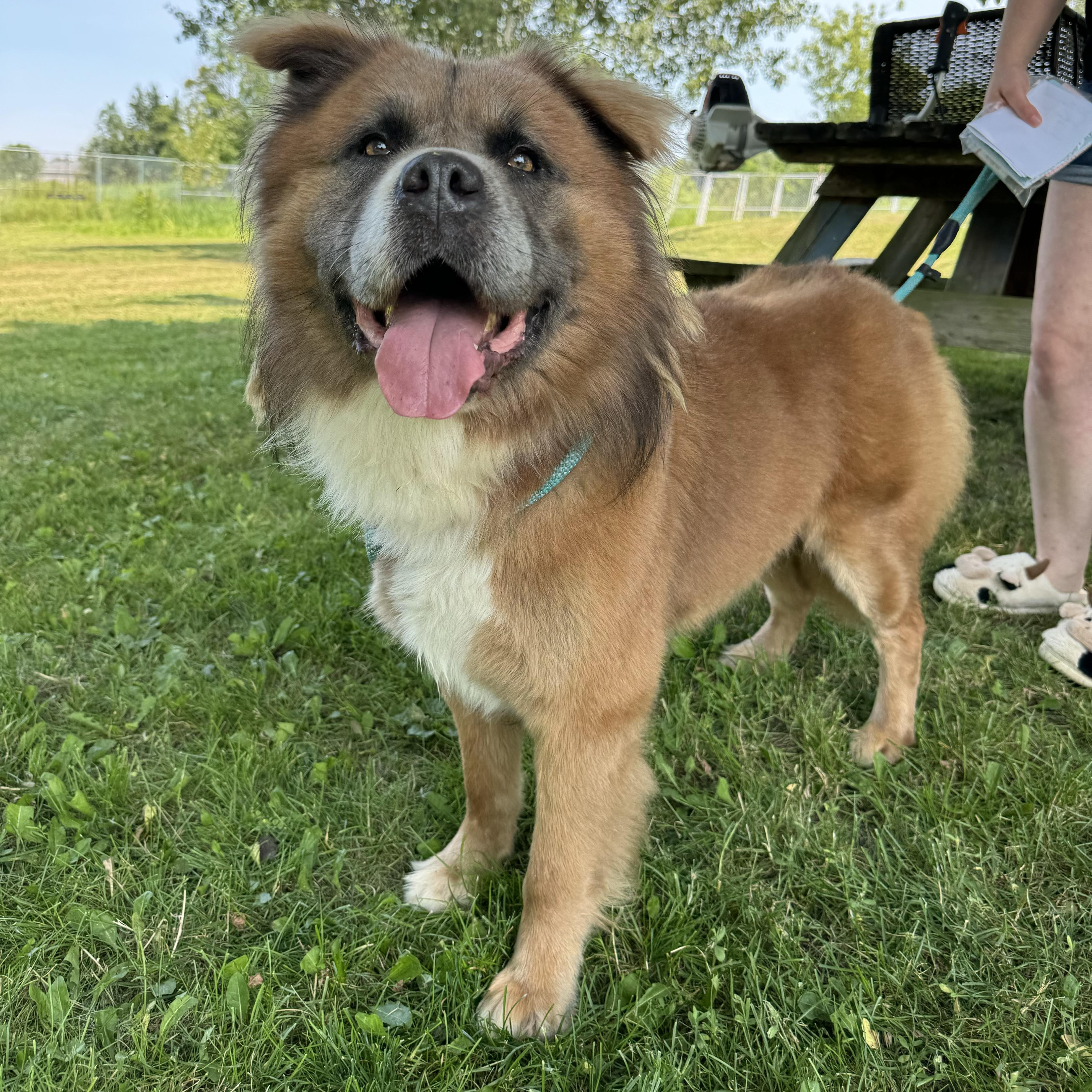 An adult large-sized male Chow Chow dog named Brodie for adoption in China Township, MI
