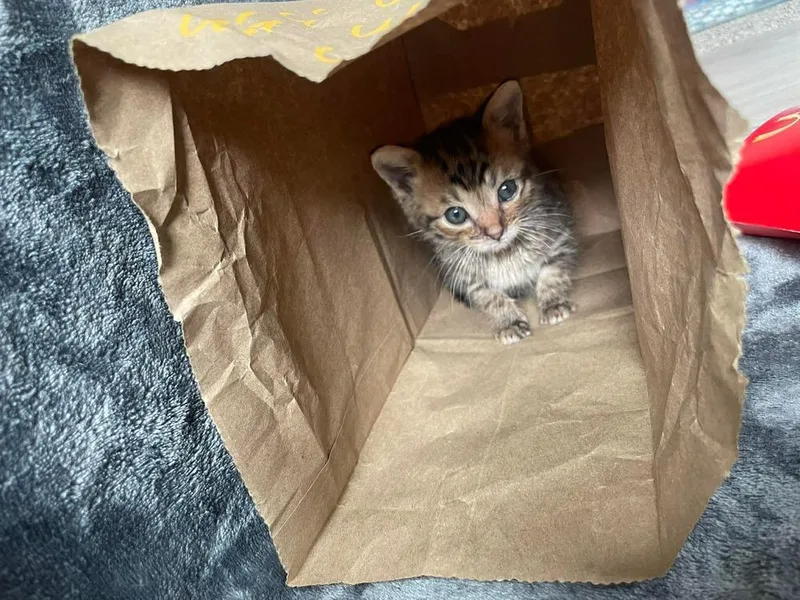 A baby small-sized male Brown / Chocolate Domestic Short Hair cat named Hamburglar for adoption in Clarksville, TN