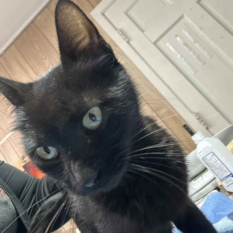 A young medium-sized female Black Domestic Short Hair cat named Noelani for adoption in Leander, TX